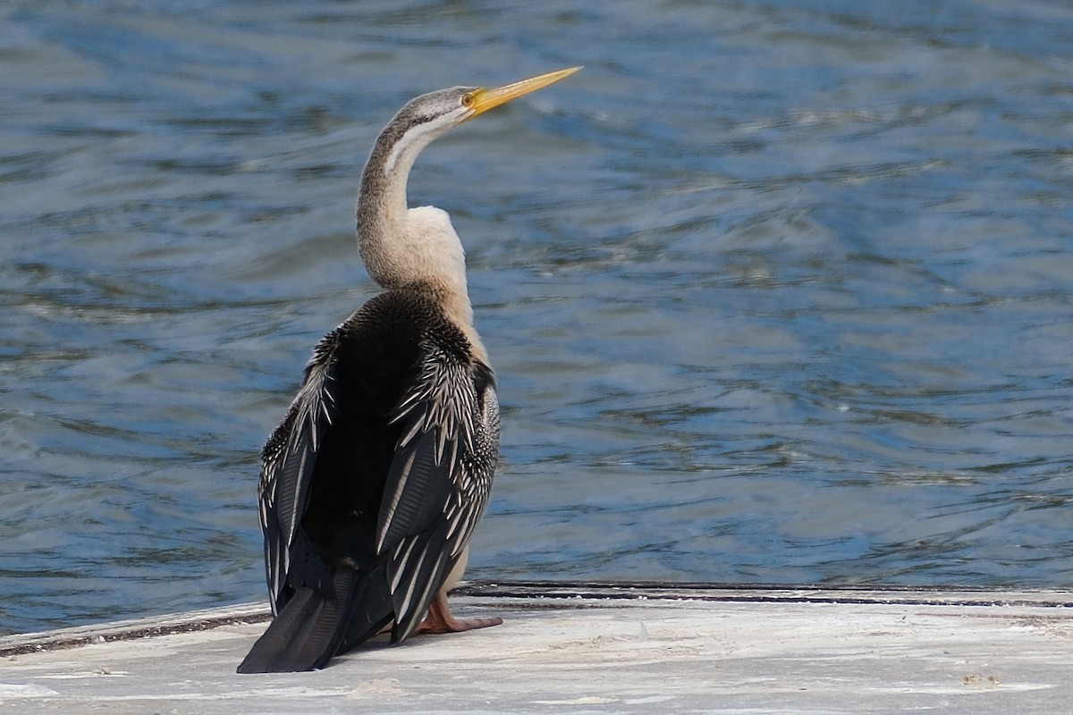 Austral-Schlangenhalsvogel - ML645457642