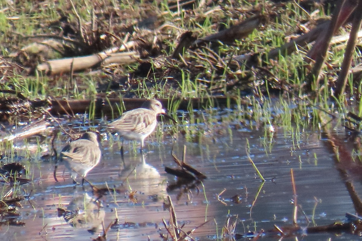 Alpenstrandläufer - ML645457643