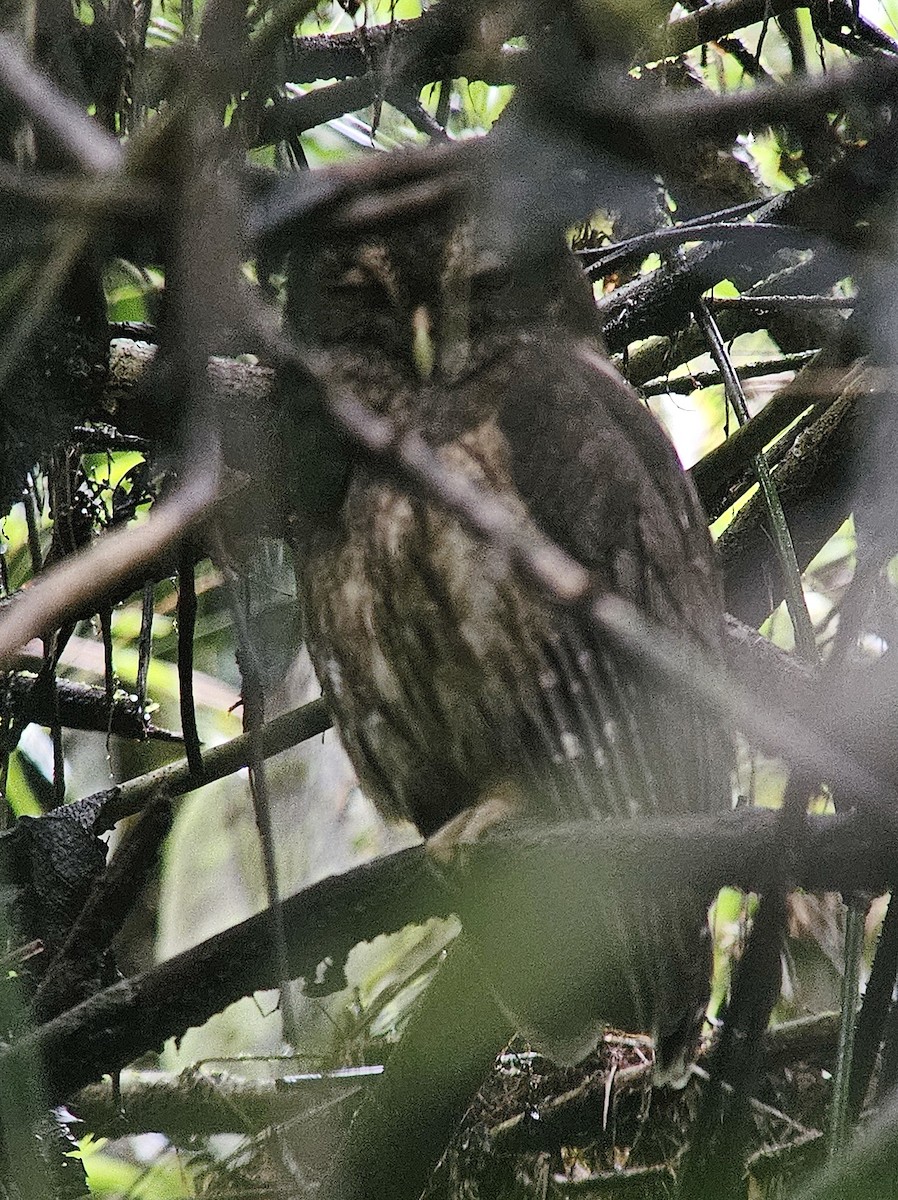 Sprenkelkauz - ML645457644