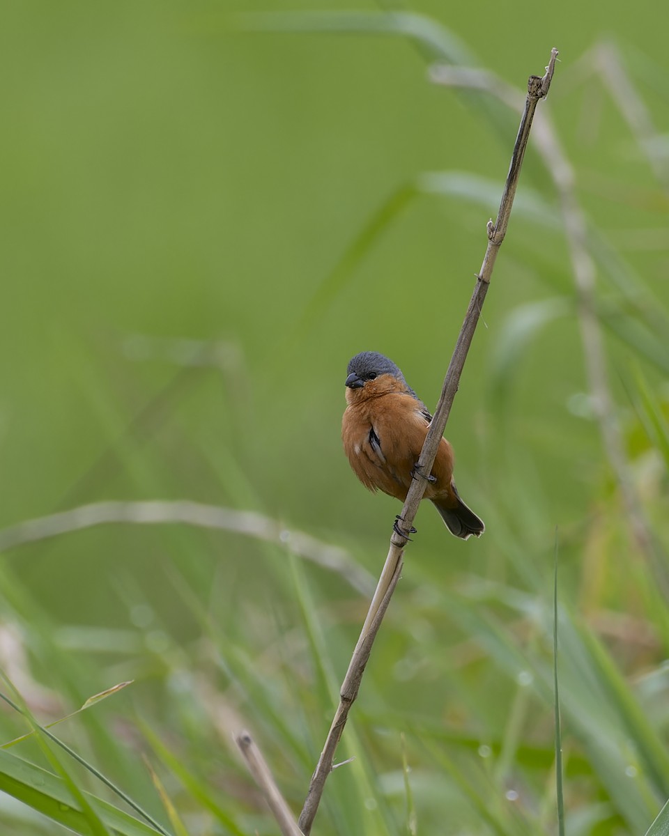 Ockerbrustspelzer - ML645457645