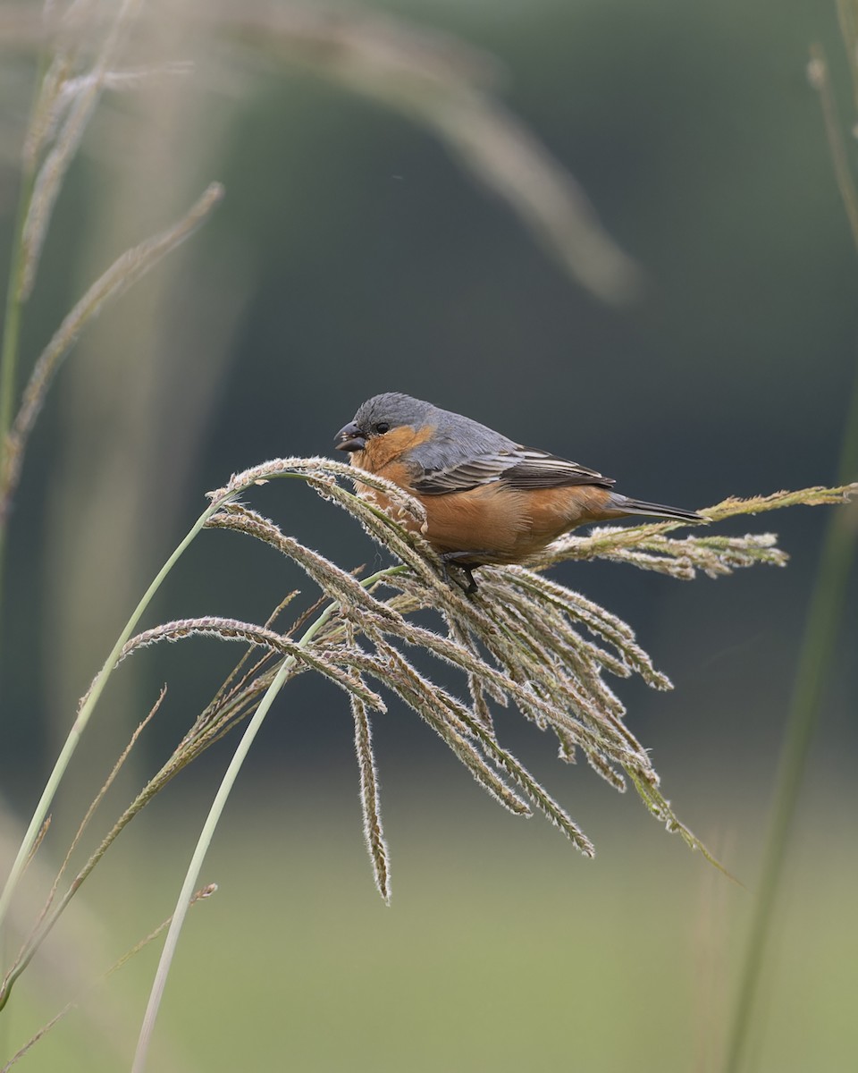 Ockerbrustspelzer - ML645457646