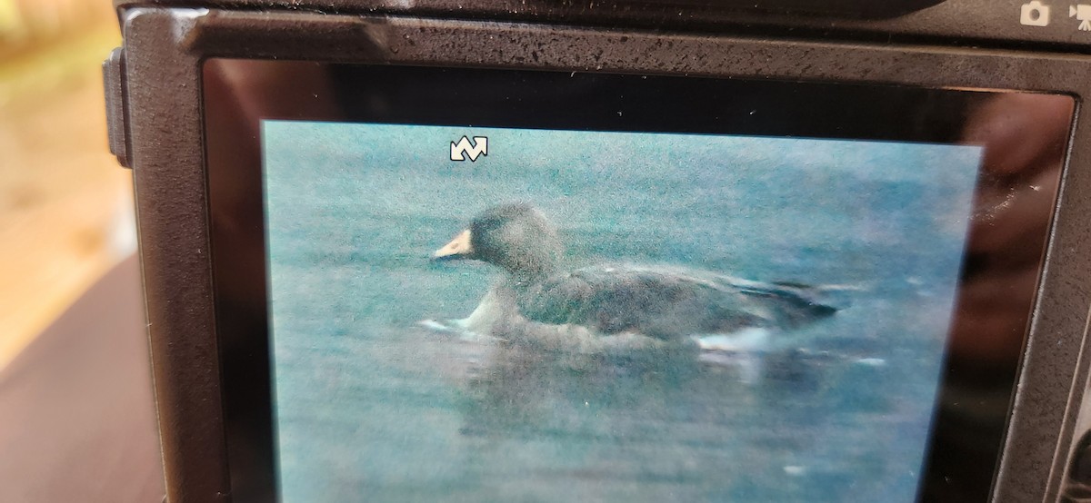 Blässgans - ML645457647