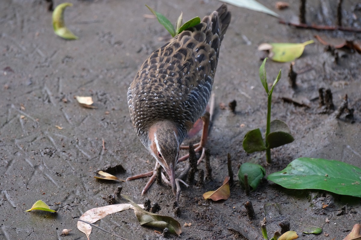 Bindenralle - ML645457648