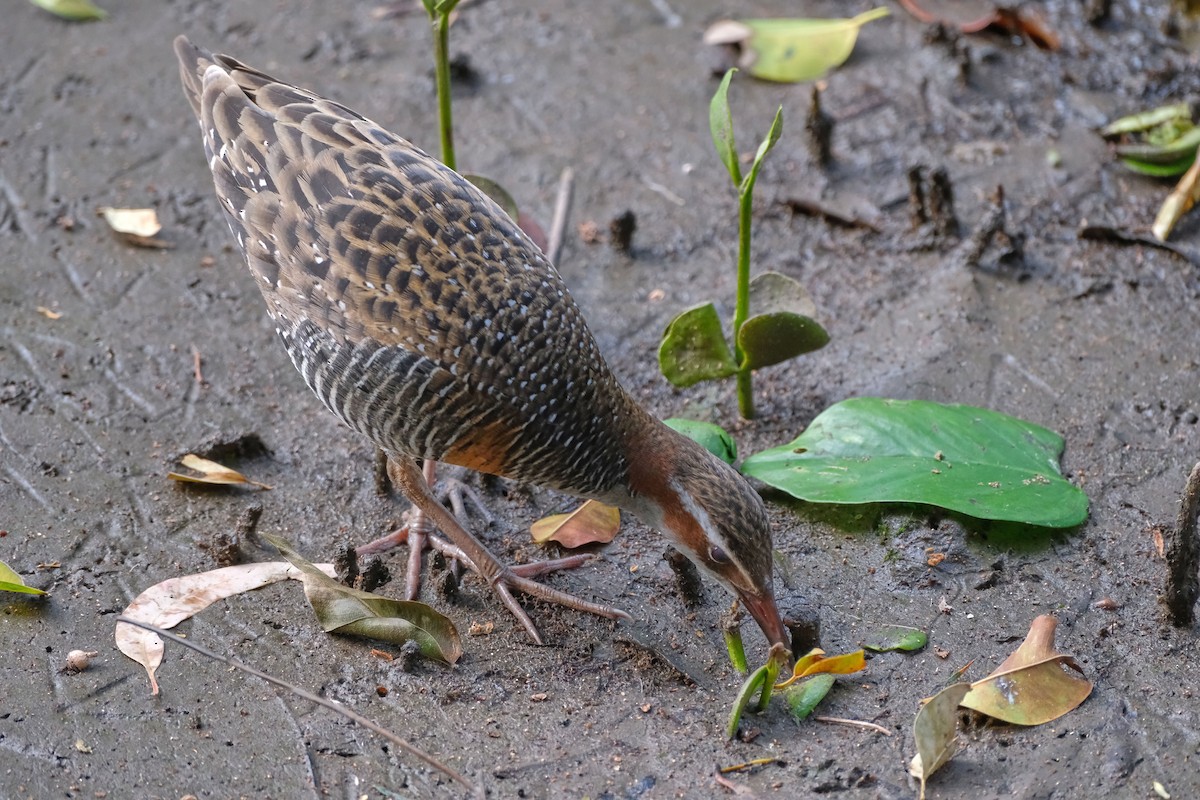 Bindenralle - ML645457649