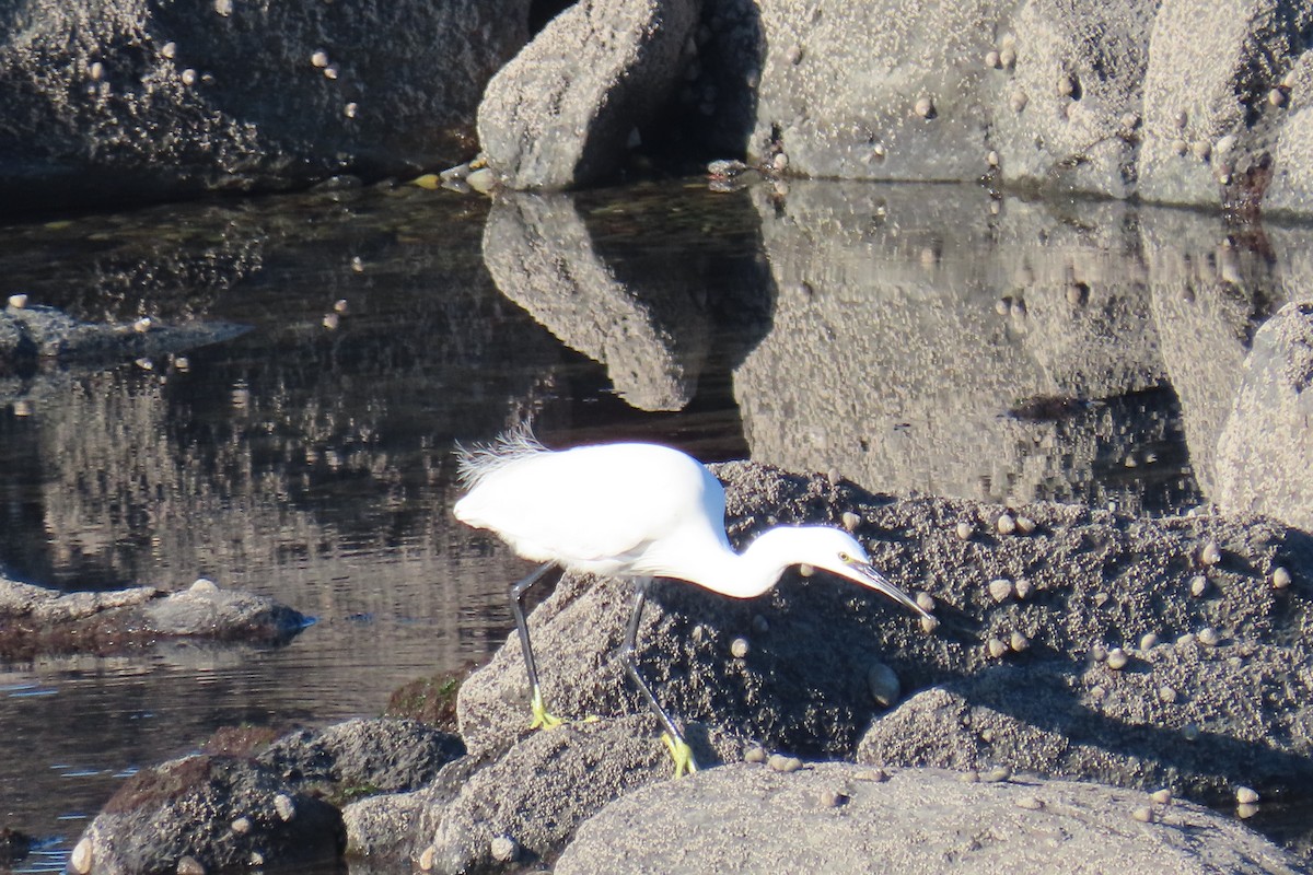 Seidenreiher - ML645457656