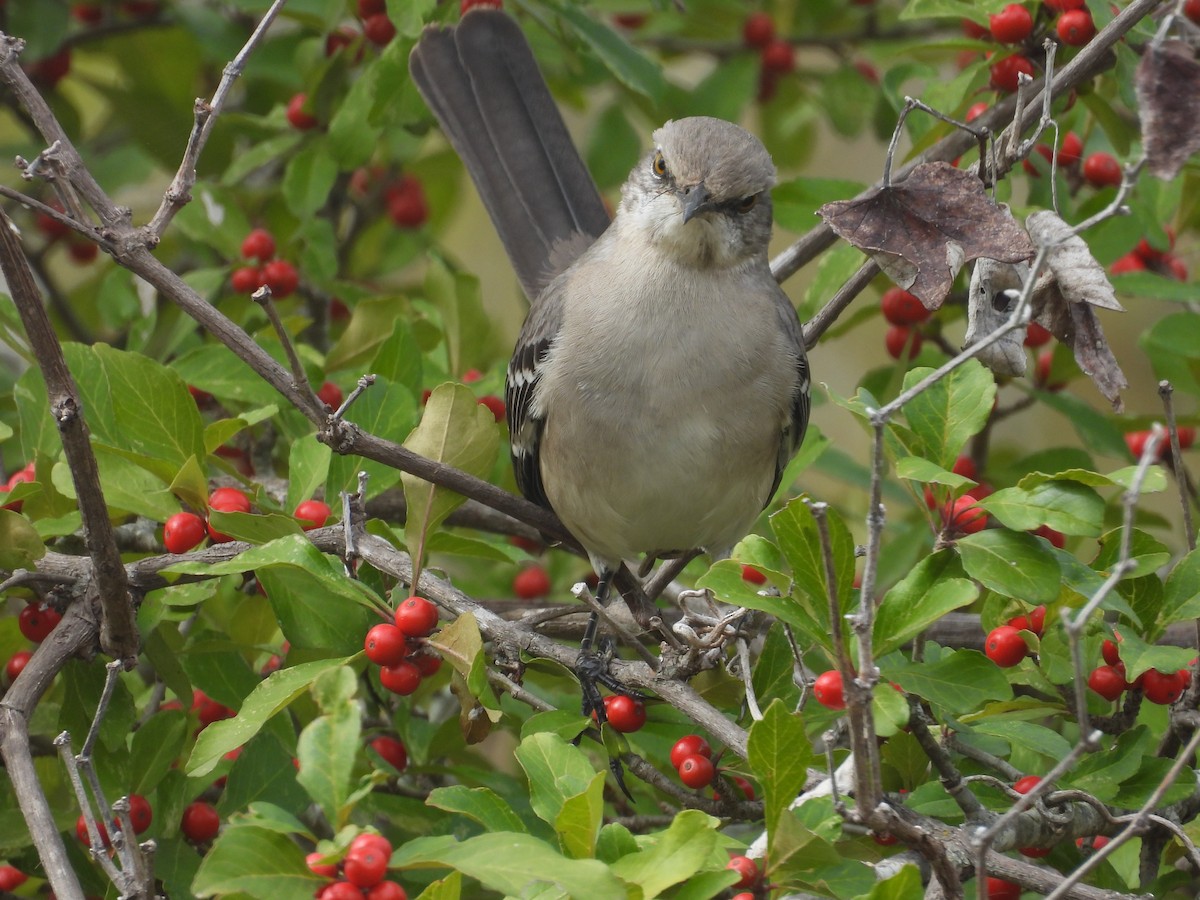 Gartenspottdrossel - ML645457660