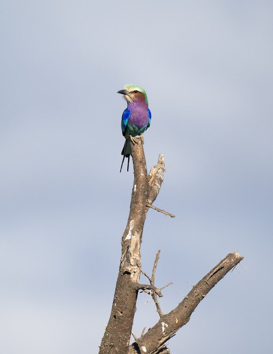 Gabelracke - ML645457661