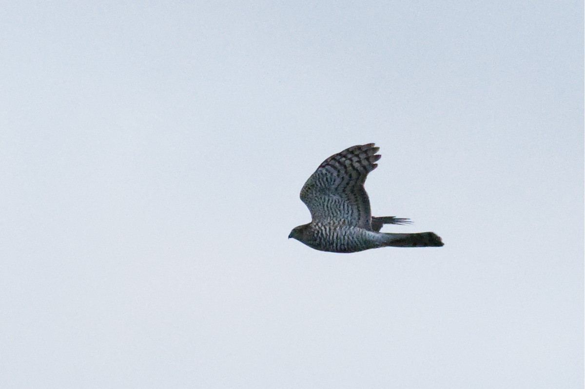 Sperber - ML645457662