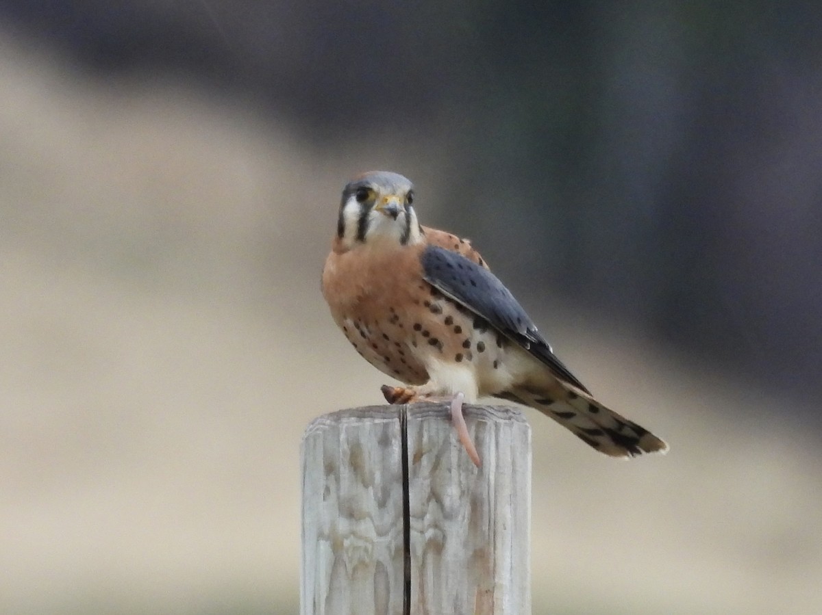 Buntfalke - ML645457669