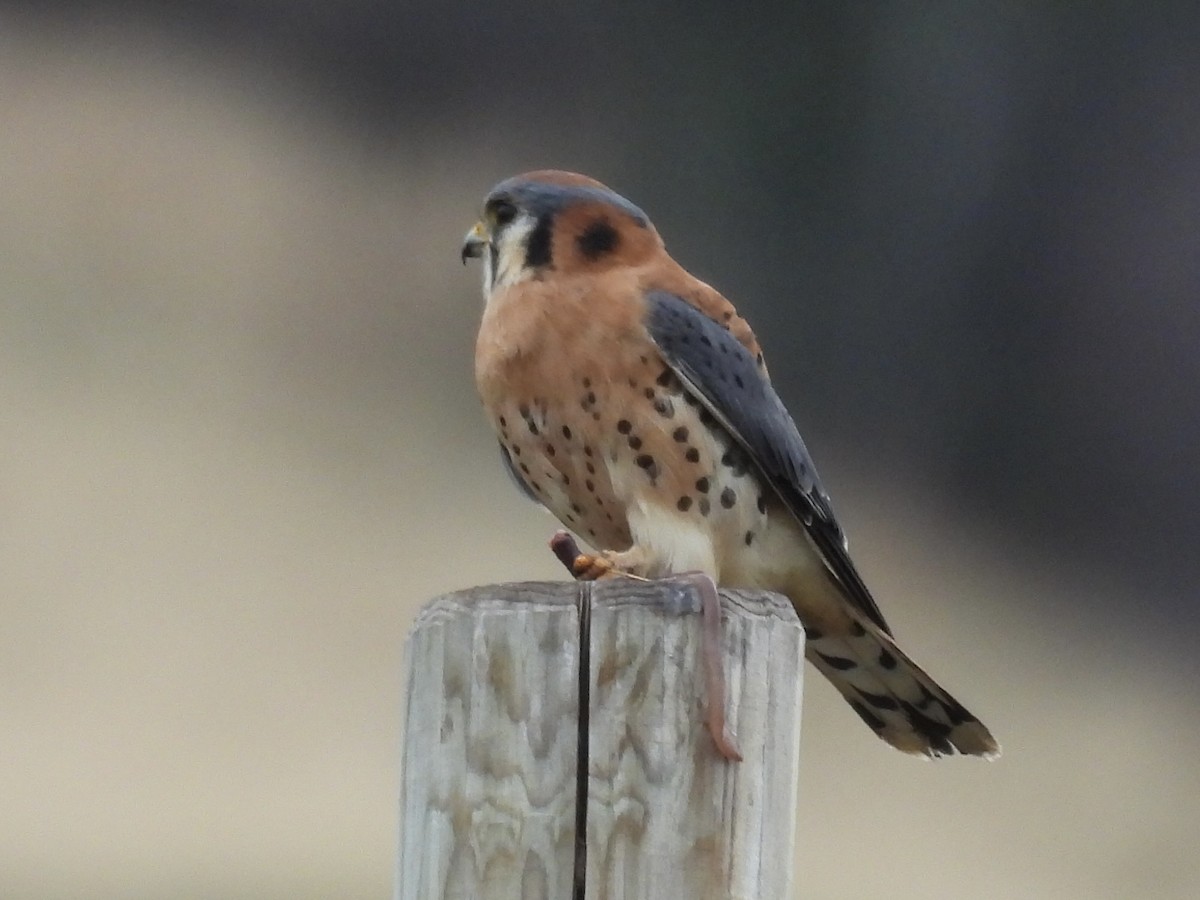 Buntfalke - ML645457670