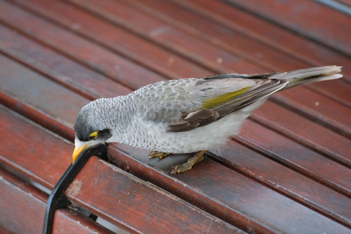 Weißstirn-Schwatzvogel - ML645457671