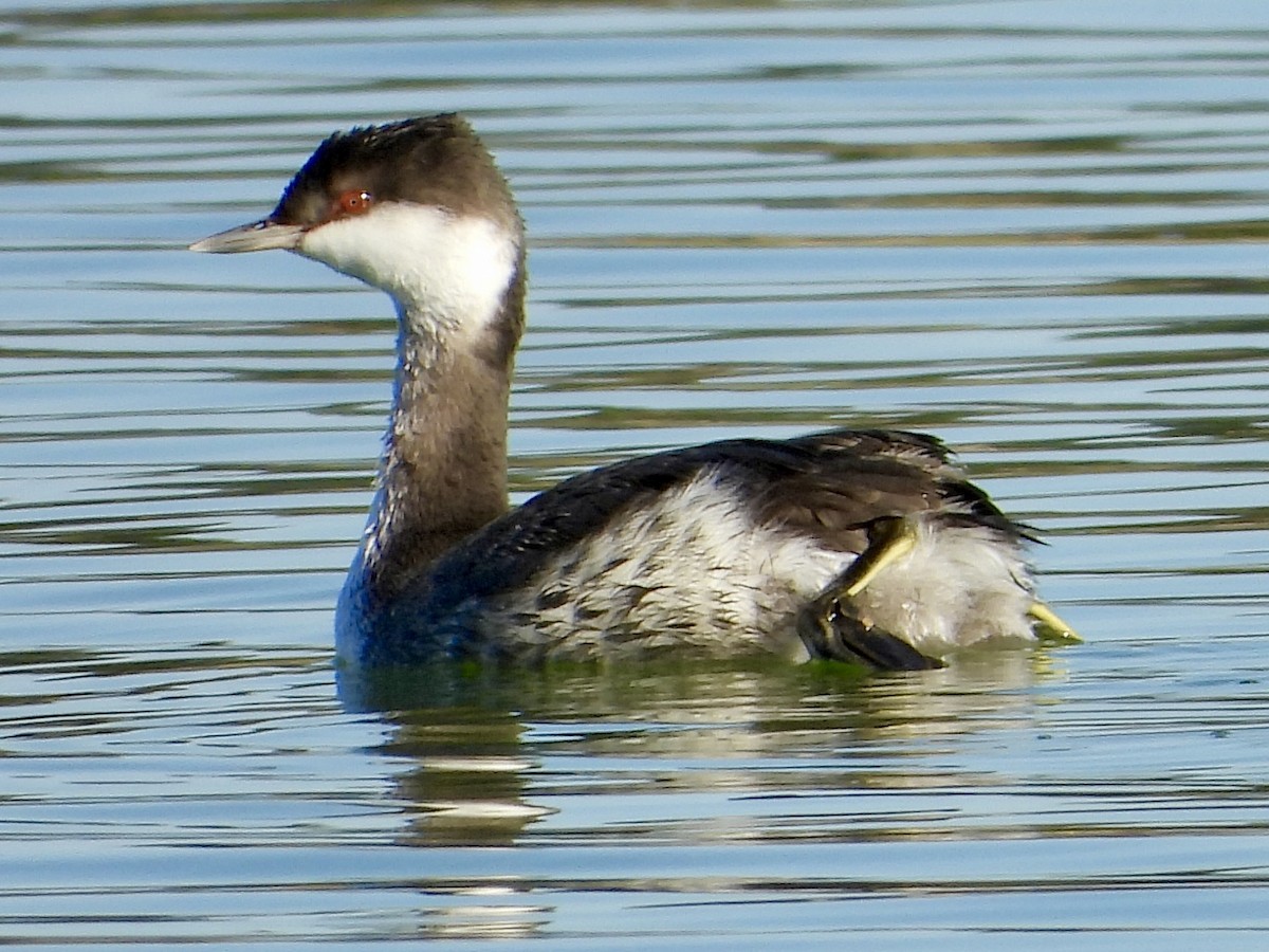 Horned Grebe - ML645457673