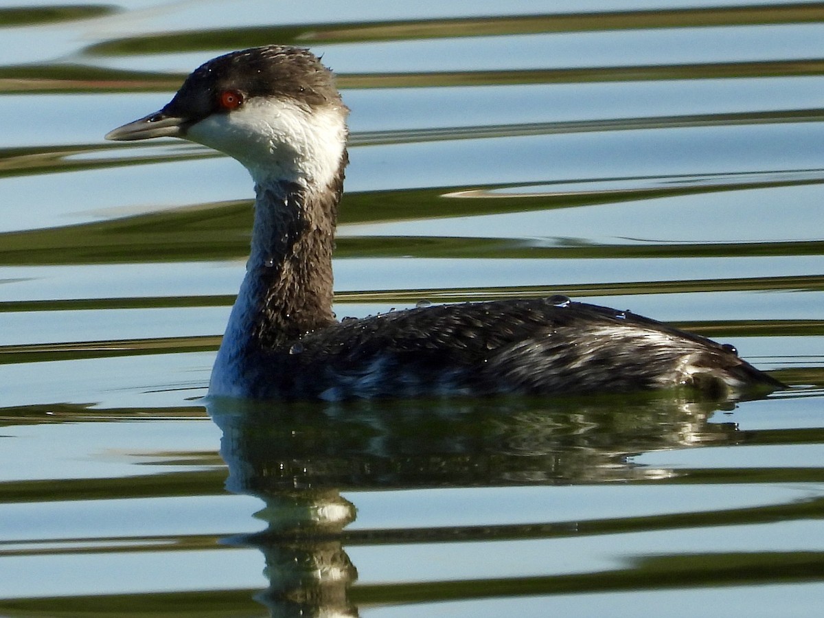 Horned Grebe - ML645457674