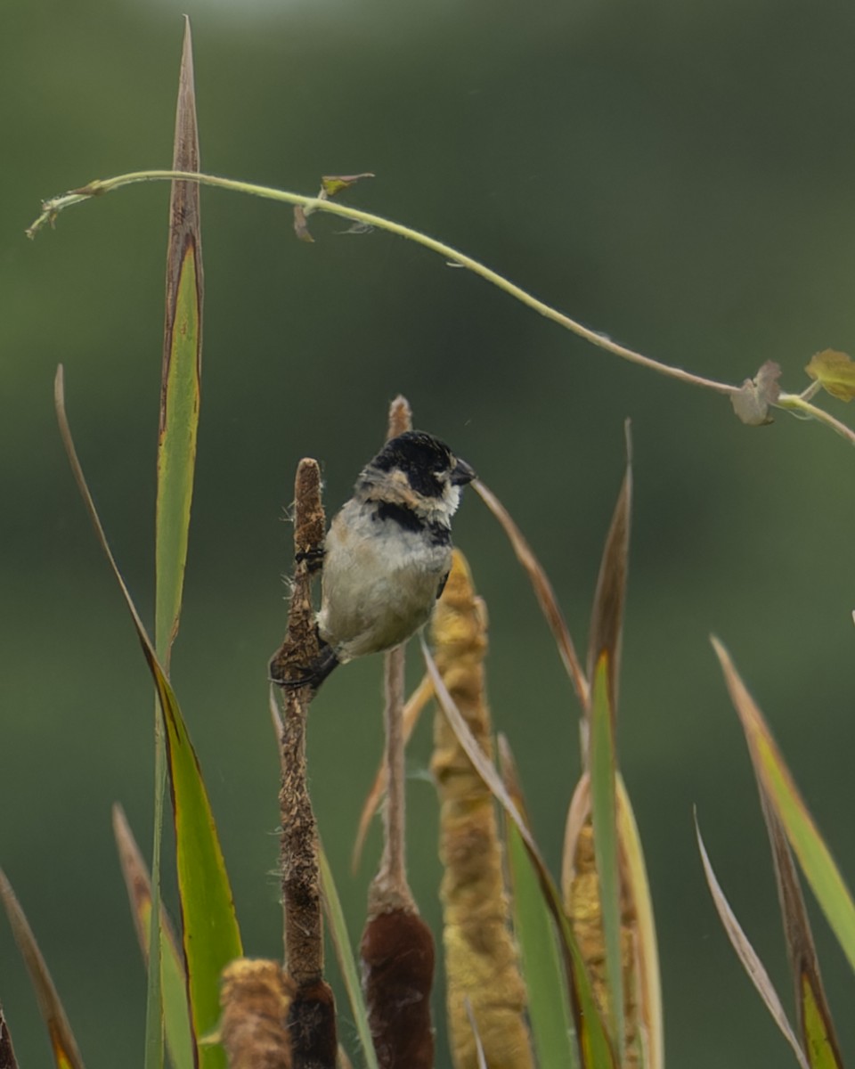 Erzspelzer - ML645457675