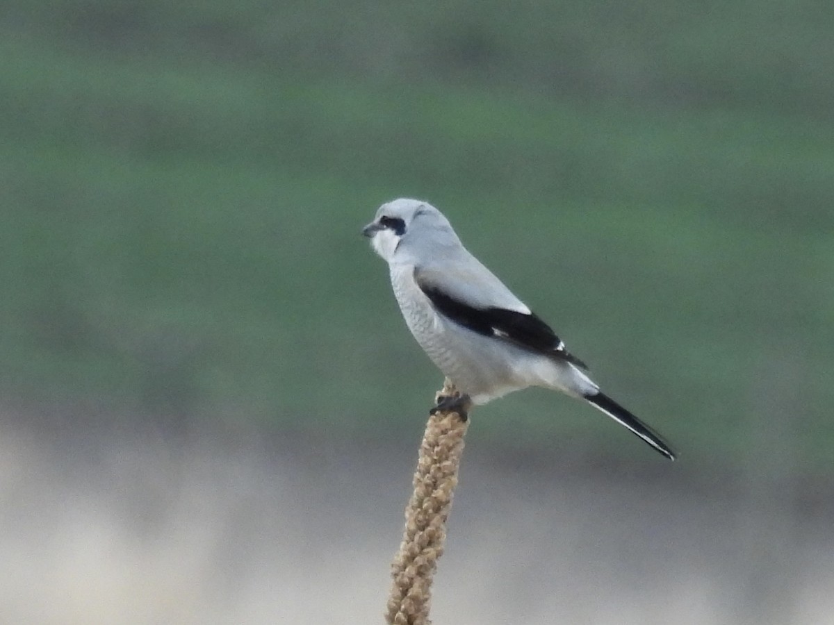 Taigaraubwürger - ML645457676