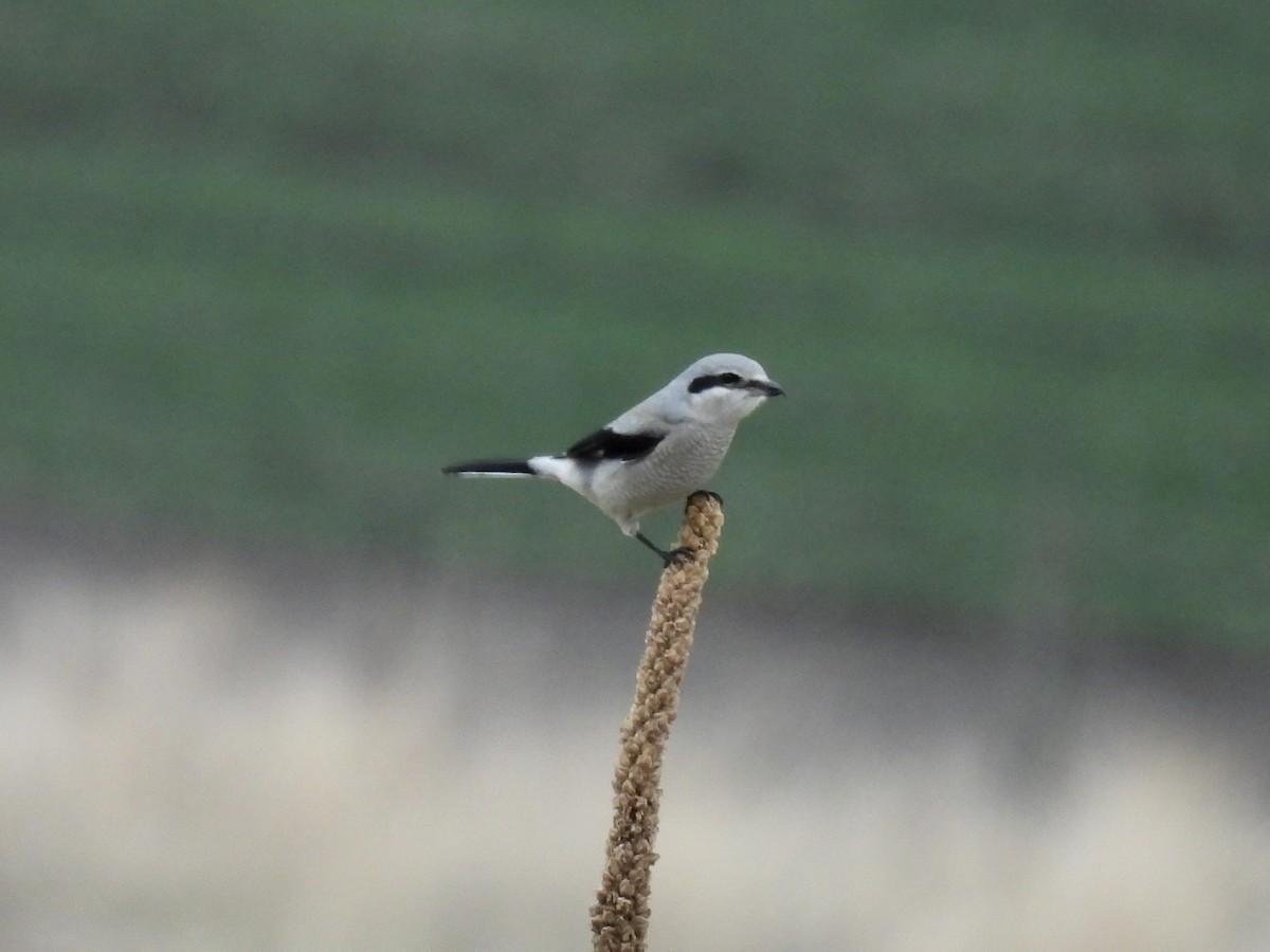 Taigaraubwürger - ML645457677