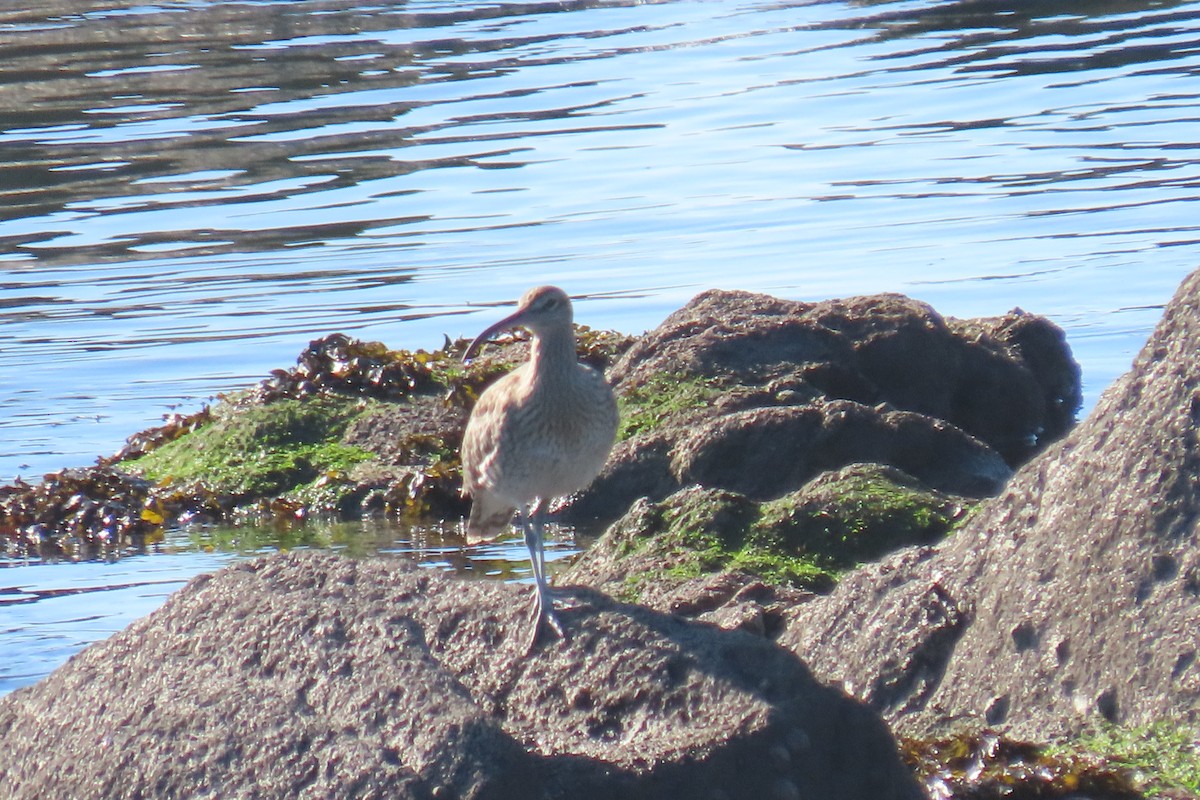 Regenbrachvogel - ML645457679