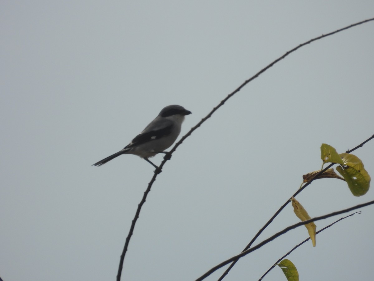 Louisianawürger - ML645457680