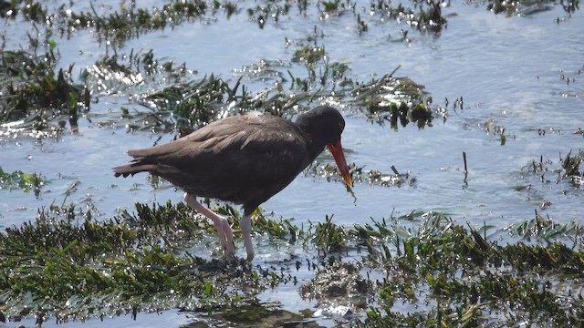 Кулик-сорока південний - ML645457682