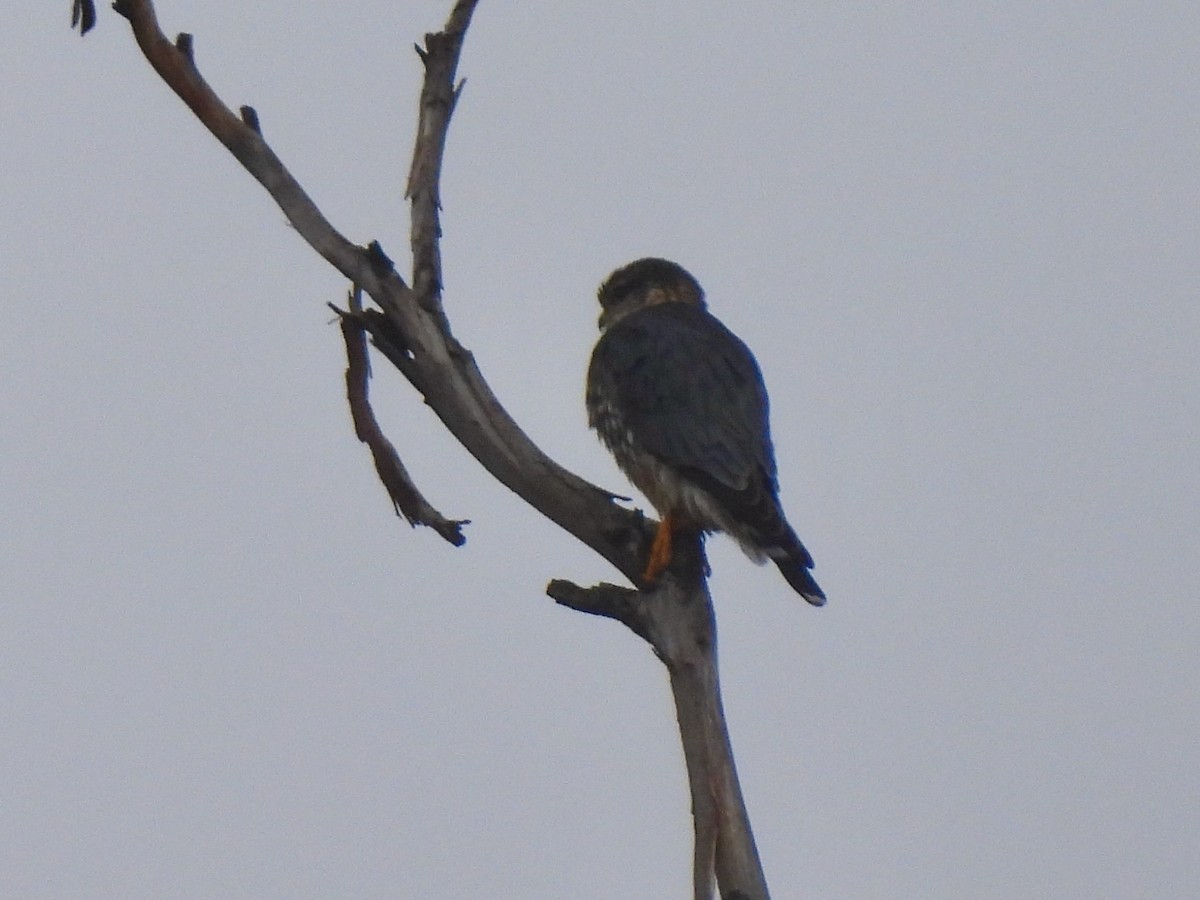 Merlin - ML645457683