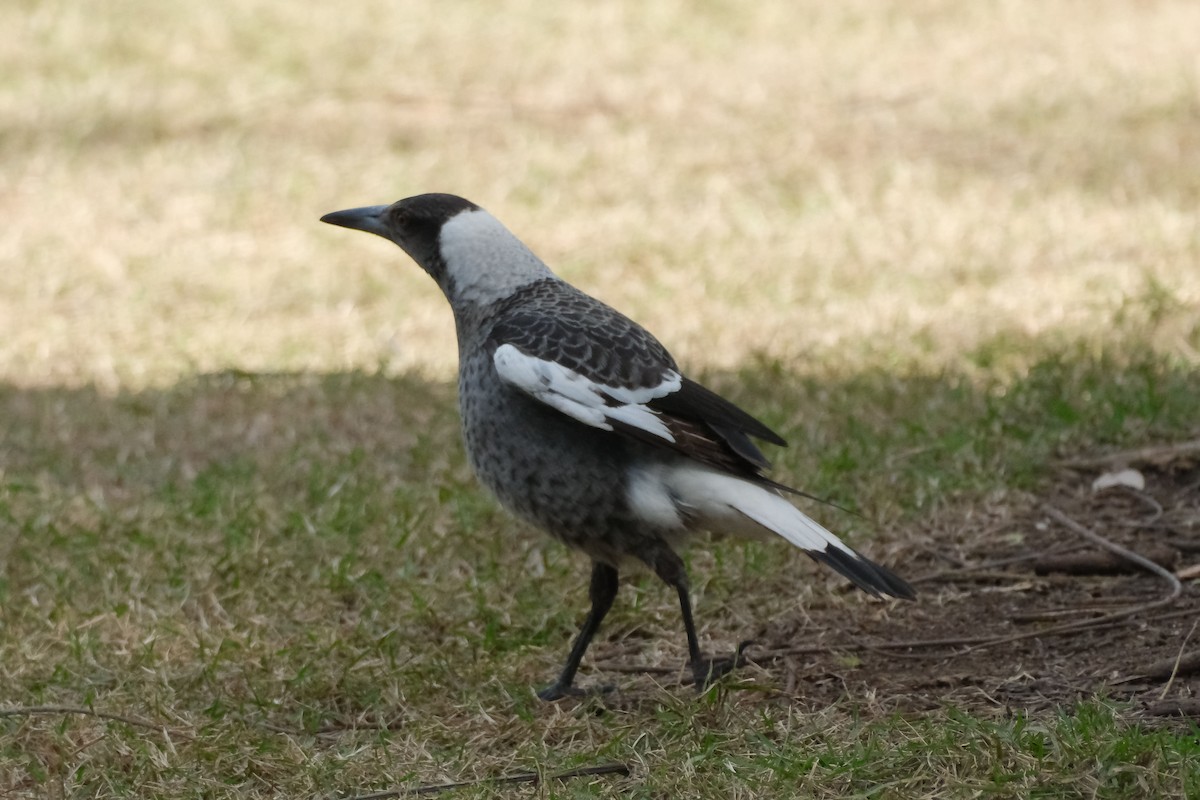 Flötenkrähenstar - ML645457684