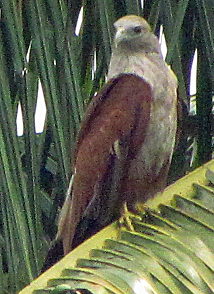 Brahmanenmilan - ML645457685