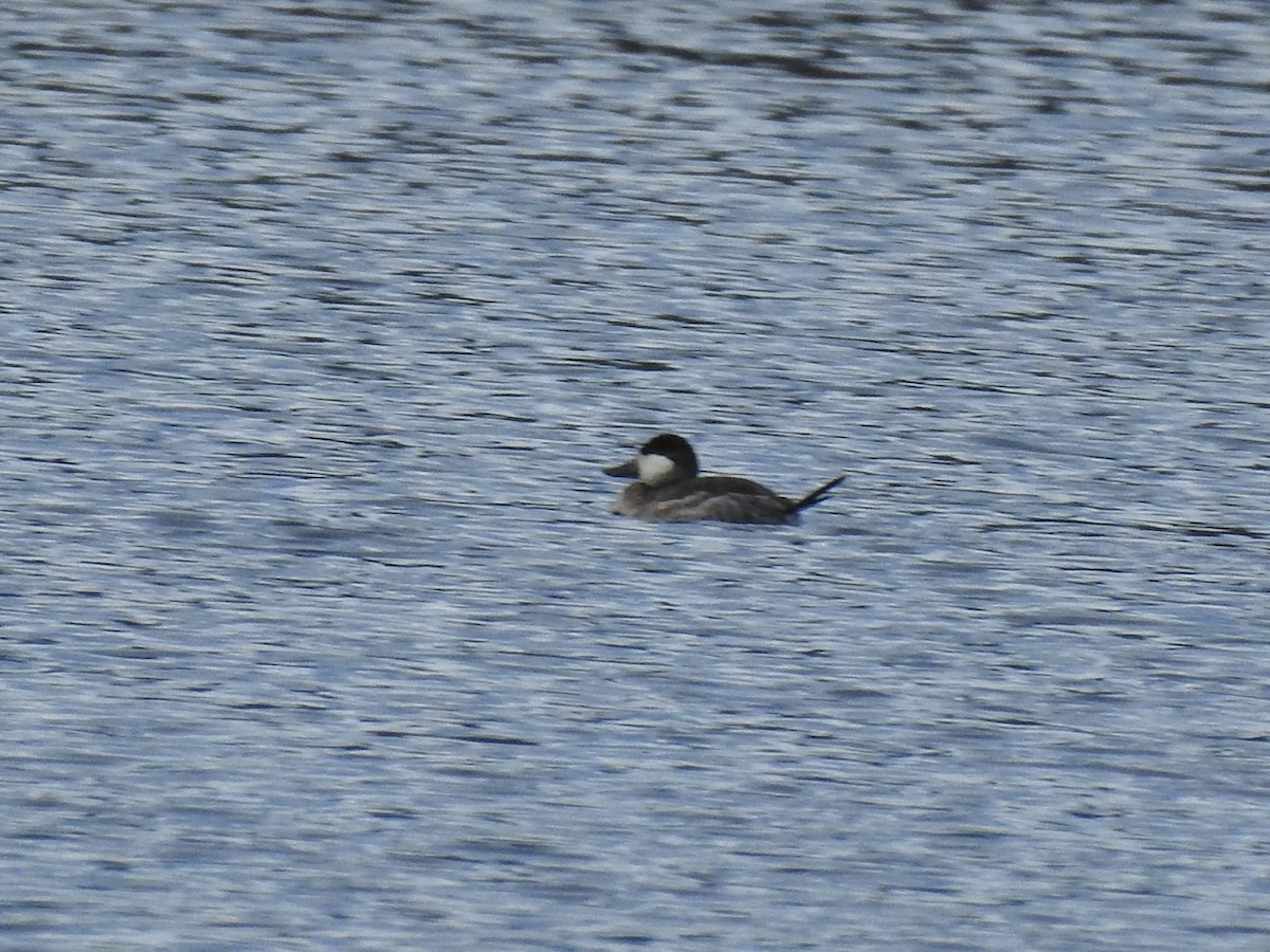 Ruddy Duck - ML645457692
