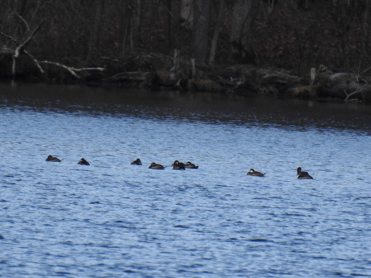 Ruddy Duck - ML645457693