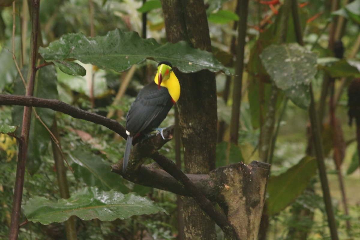 tukan středoamerický - ML645457696