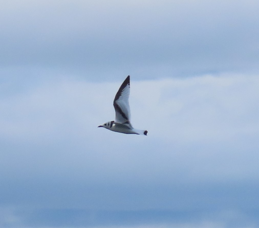 krykkje - ML645457698