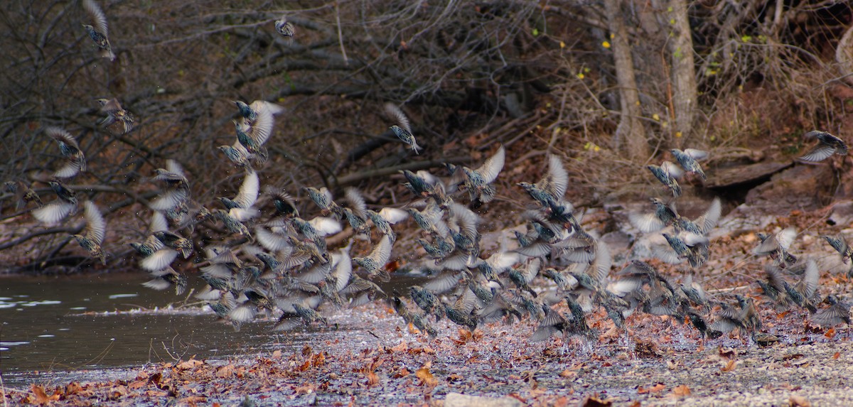 European Starling - ML645457707