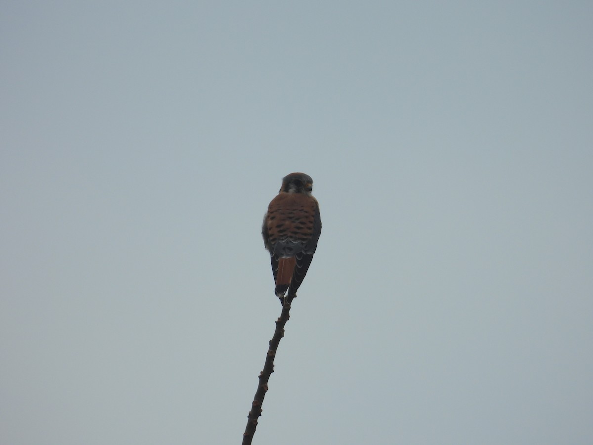 American Kestrel - ML645457713