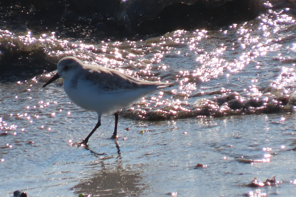 Песчанка - ML645457732