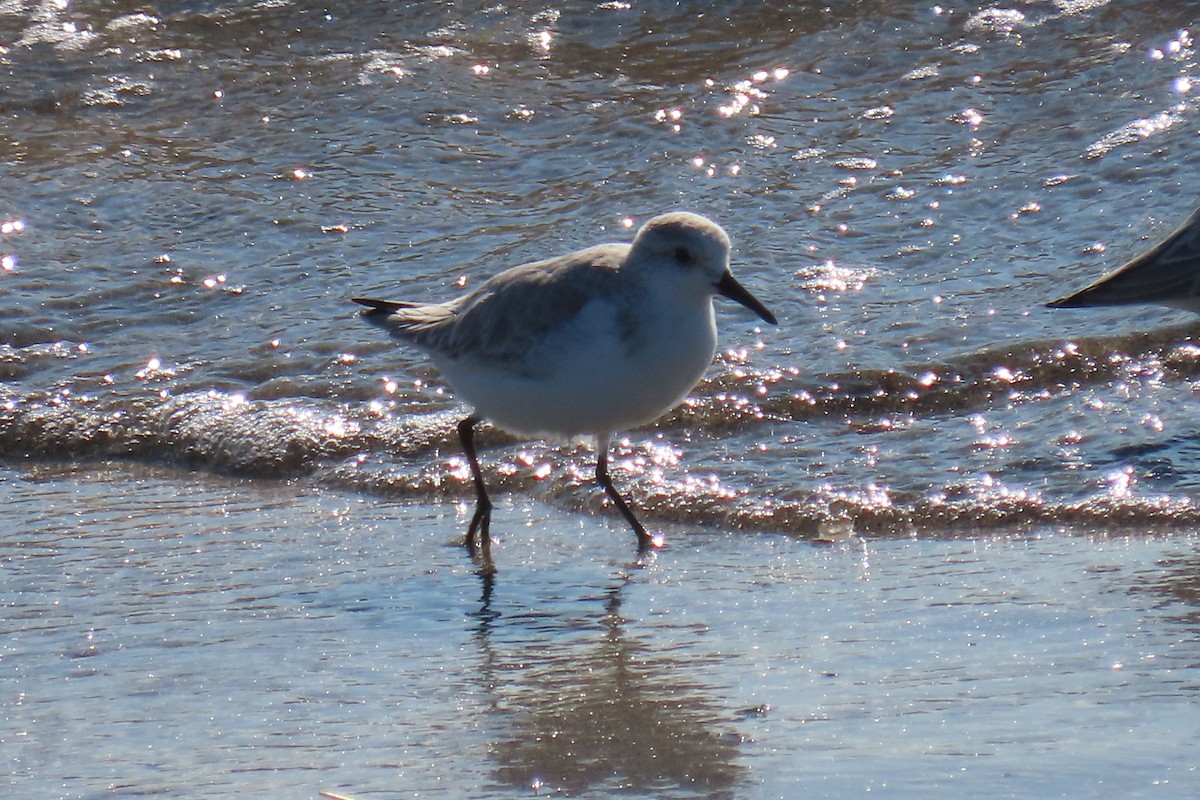 Песчанка - ML645457734