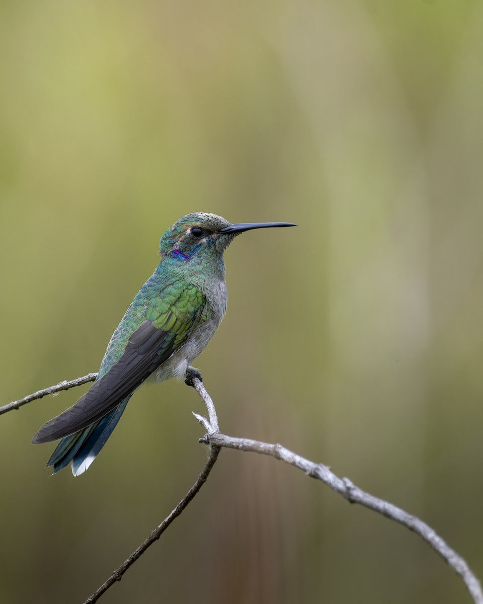 White-vented Violetear - ML645457745