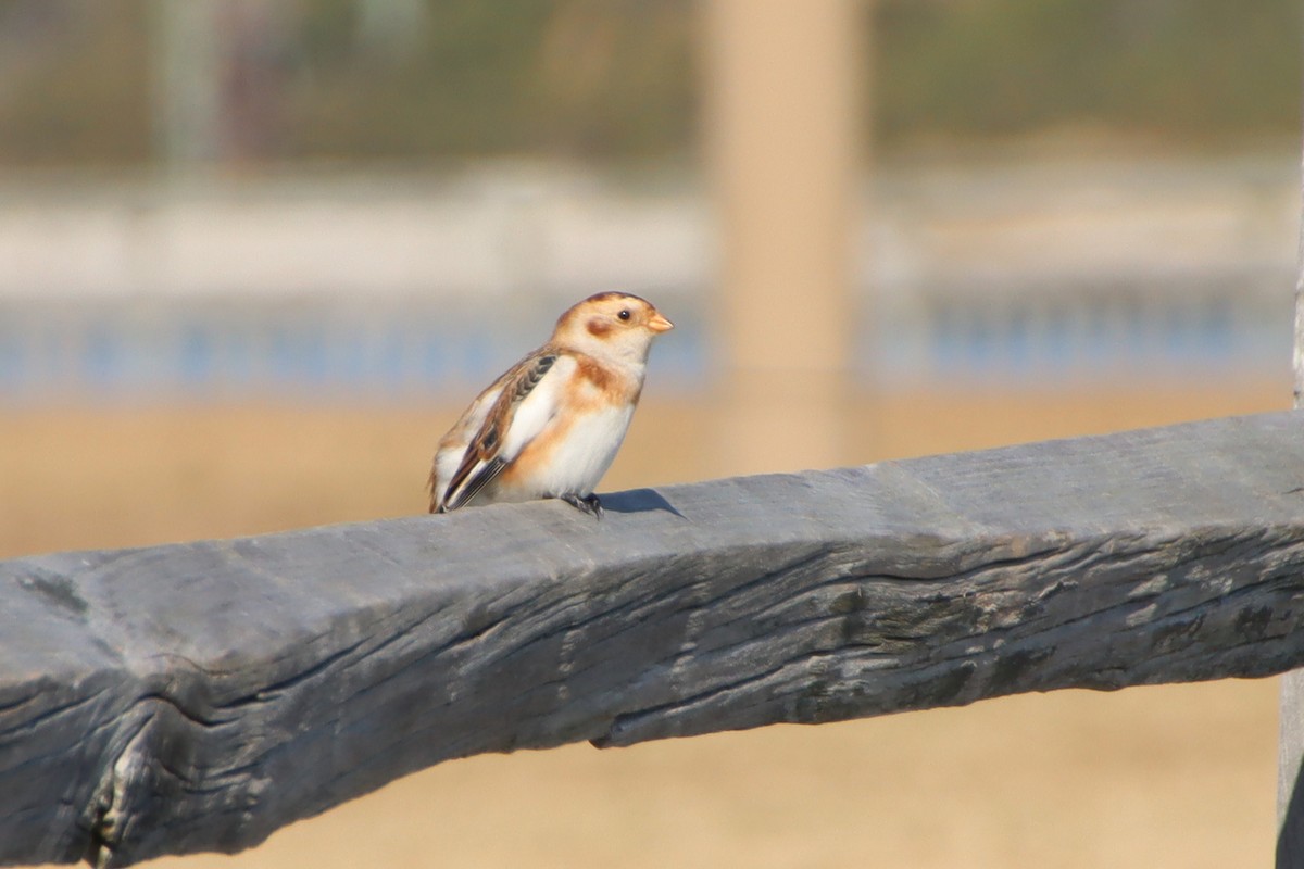 Snow Bunting - ML645457746
