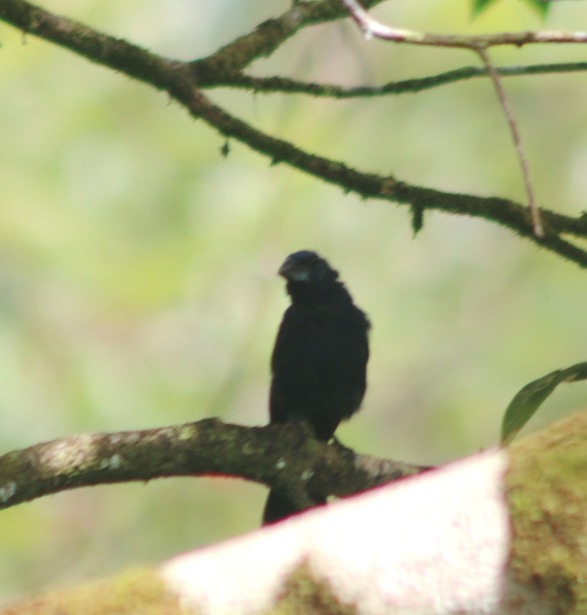 Лускар сизий - ML645457748