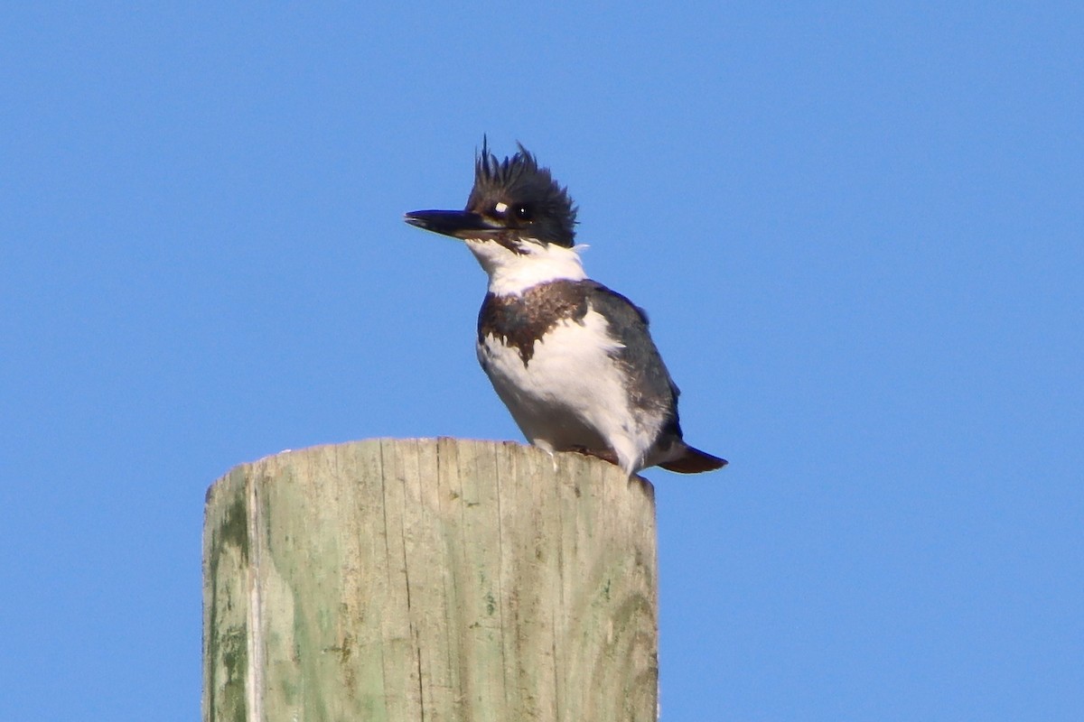 Belted Kingfisher - ML645457760