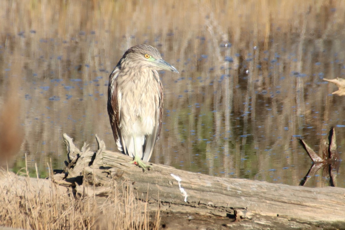 Black-crowned Night Heron - ML645457767