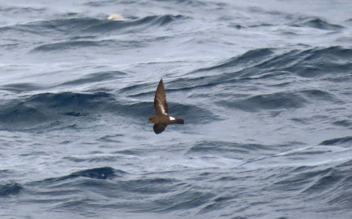 European Storm-Petrel - ML645457770