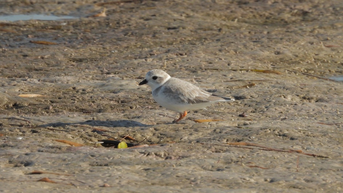 Flötenregenpfeifer - ML645457785