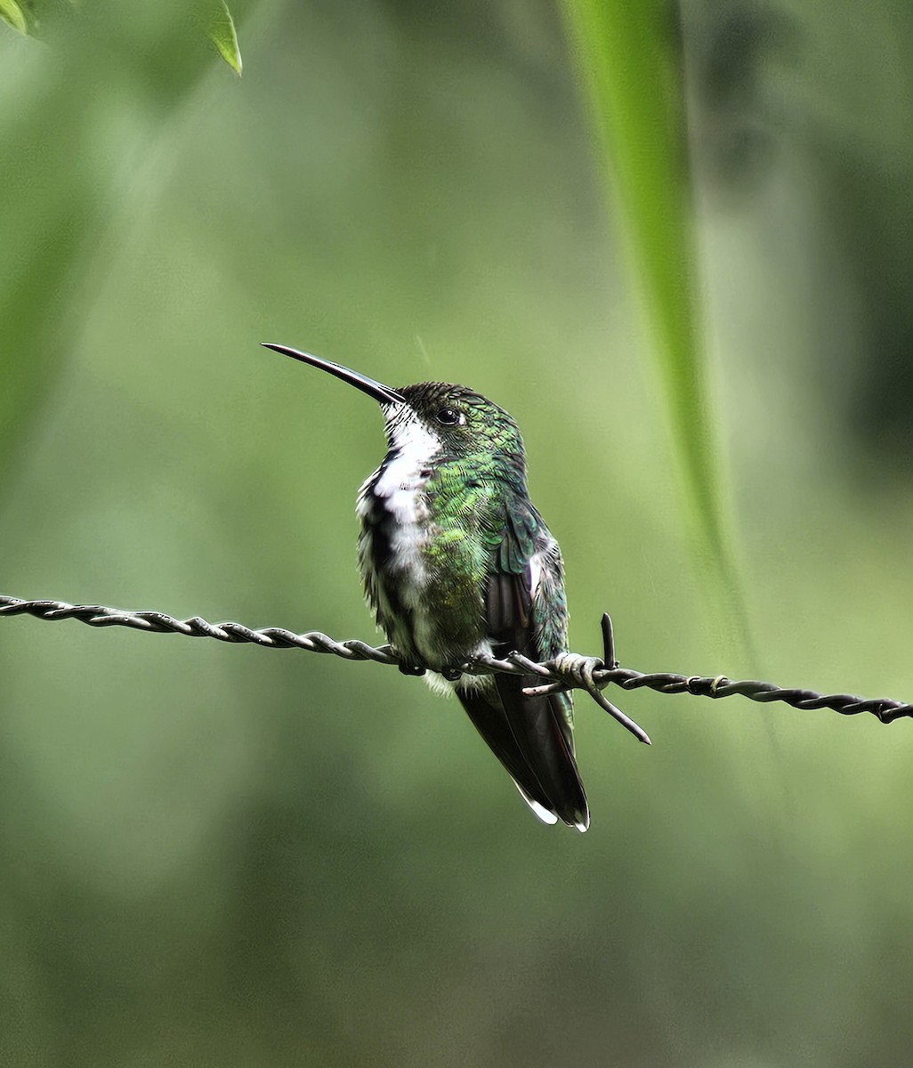 Колібрі-манго панамський - ML645457789