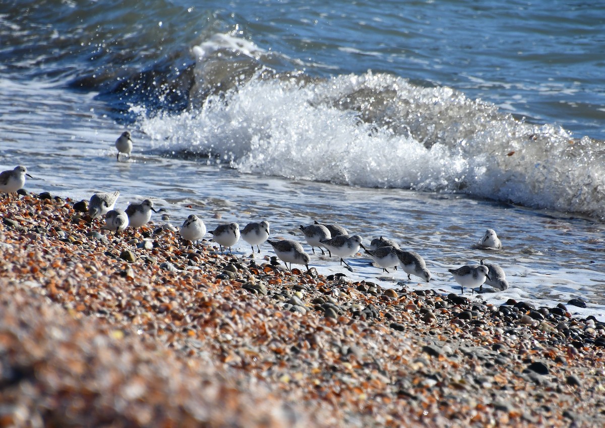 Песчанка - ML645457790