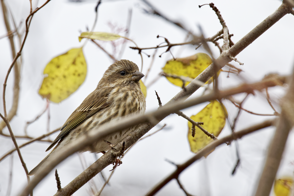 Purple Finch - ML645457792