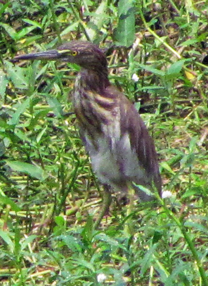 Indian Pond-Heron - ML645457799