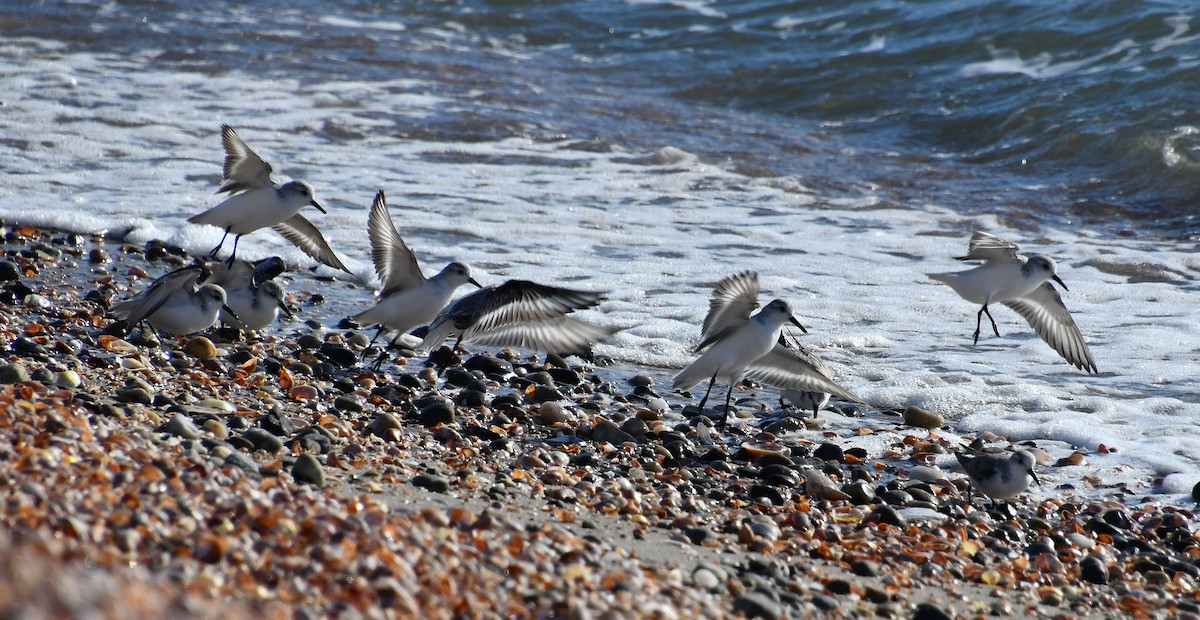 Песчанка - ML645457800