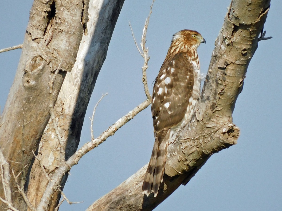 Cooper's Hawk - ML645457806