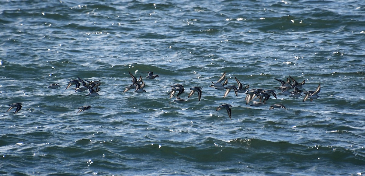 Песчанка - ML645457811