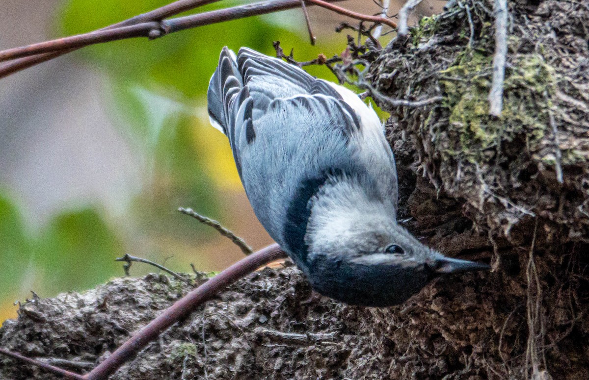 White-breasted Nuthatch (Eastern) - ML645457829