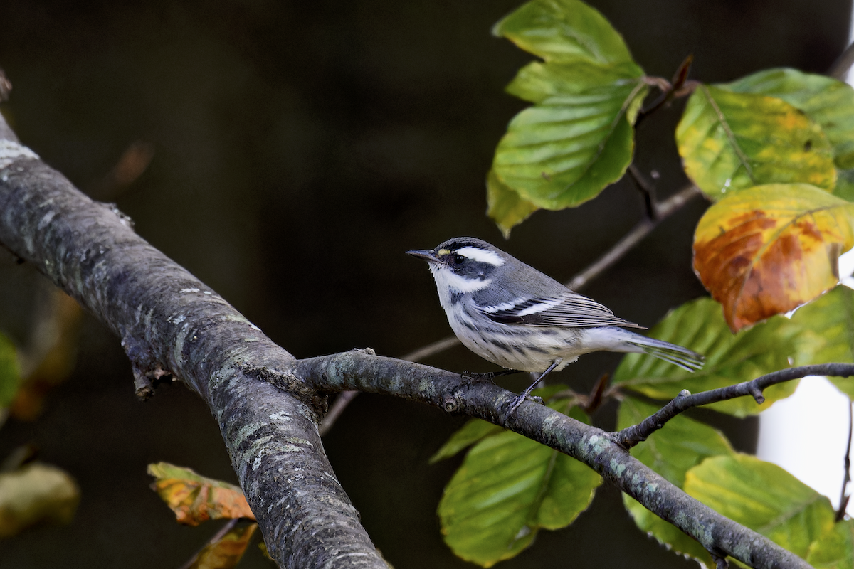 Black-throated Gray Warbler - ML645457830